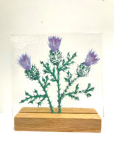 Load image into Gallery viewer, scottish collection of stands
